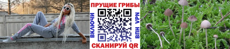 Псилоцибиновые грибы мухоморы  Спас-Клепики 